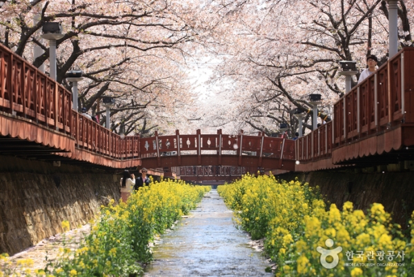벚꽃 핀 여좌천 모습