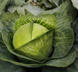 위궤양에 좋은 음식 영양제 식단