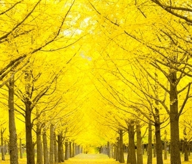 가을에 피는 꽃 은행나무