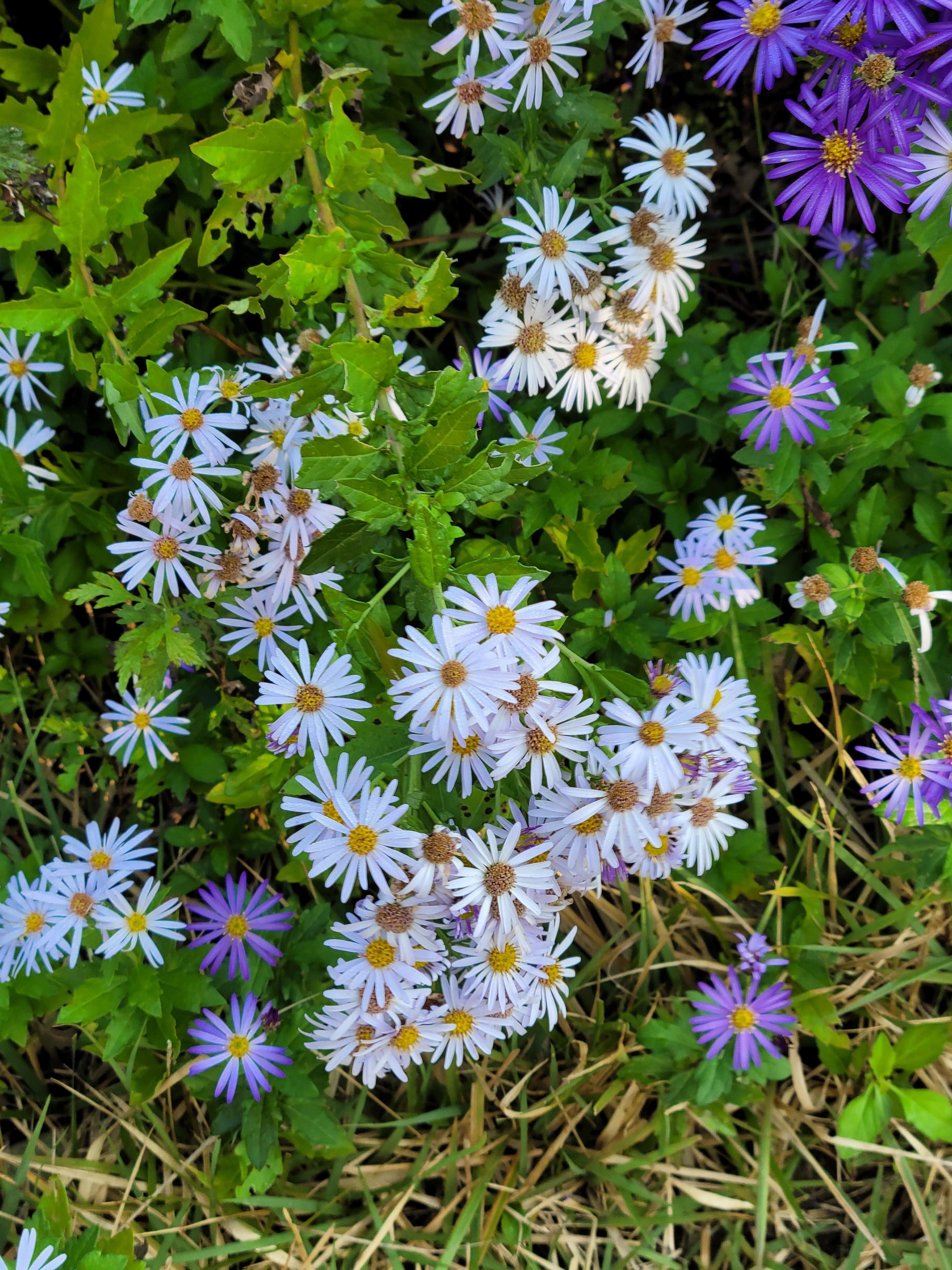 일상 속 꽃 한 송이의 힘