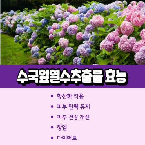 수국잎열수추출물_효능