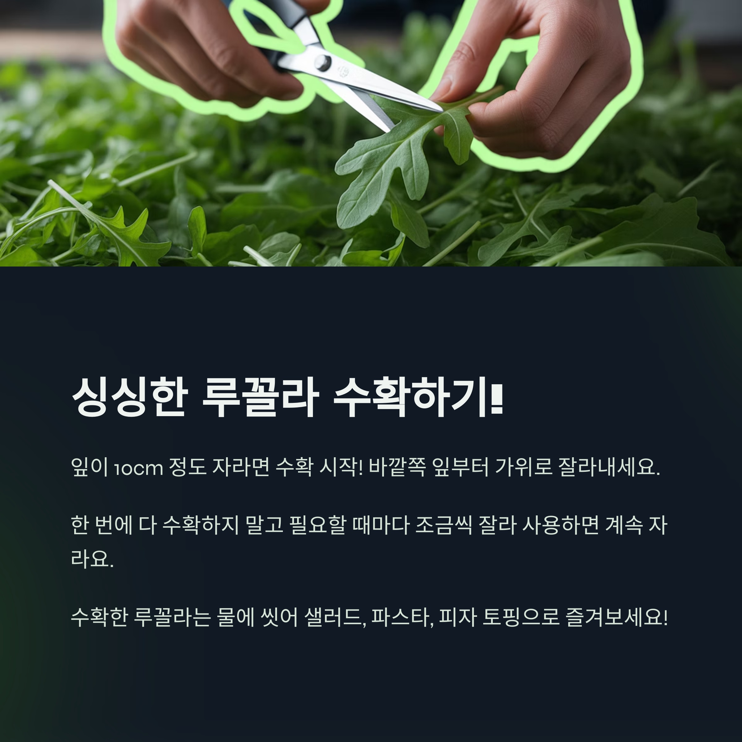 싱싱한 루꼴라 수확하기!