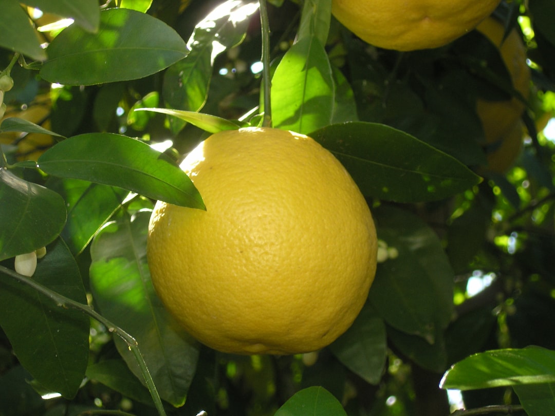 Lemon juice