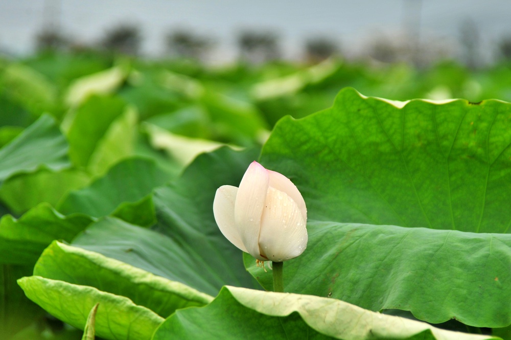 연꽃