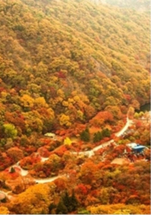 내장산 단풍 절정시기