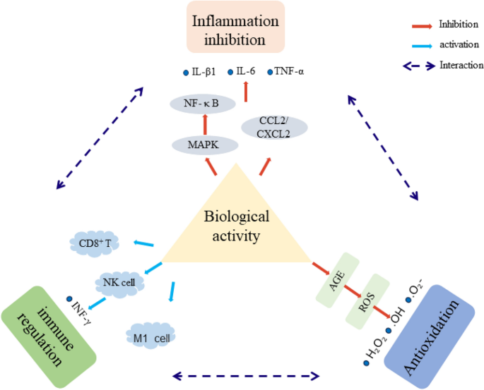 게르마늄이 면역력 증진에 미치는 영향