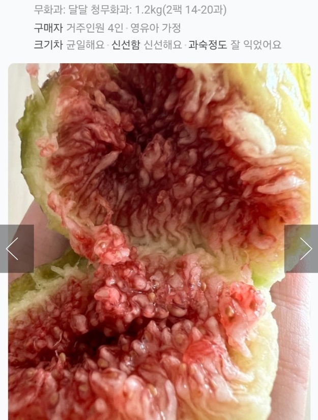 영암-재래종-무화과-천안기