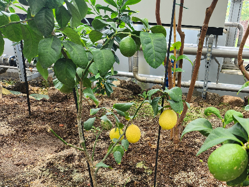 레몬나무, 국립농업박물관 식물원
