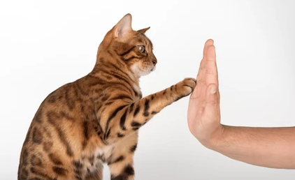 고양이 기초 훈련 이미지