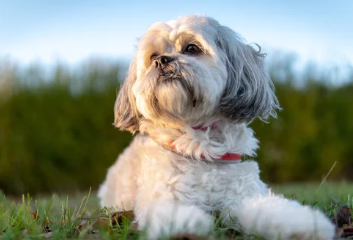 시츄/출처:어도비스톡