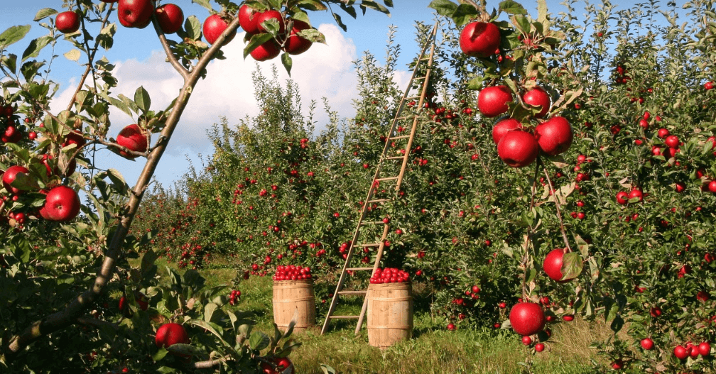 속쓰림에 좋은 음식 사진 - 9