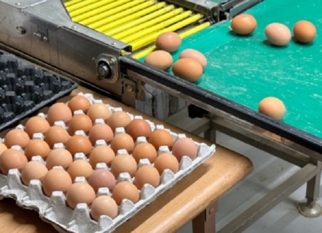 동네한바퀴-경기도-연천-유정란-