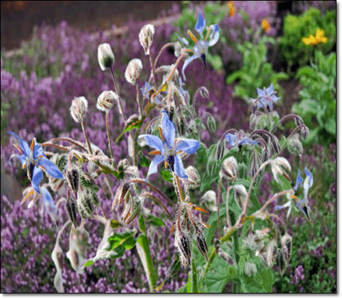 보리지 감마리놀렌산