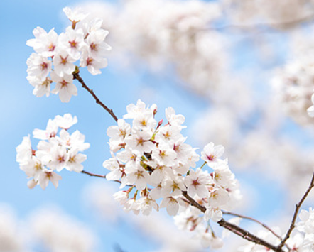 동촌유원지 벚꽃