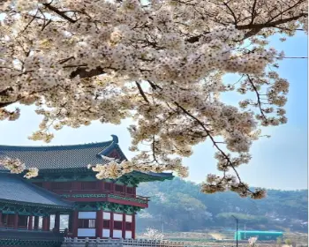 경주벚꽃축제_2