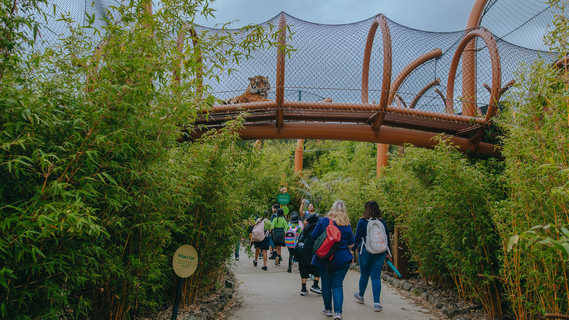 tiger-ramah-lowlands-gallery-출처 aucklandzoo.co.nz