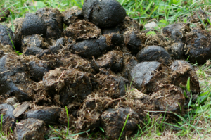 똥 꿈 똥 싸는 꿈