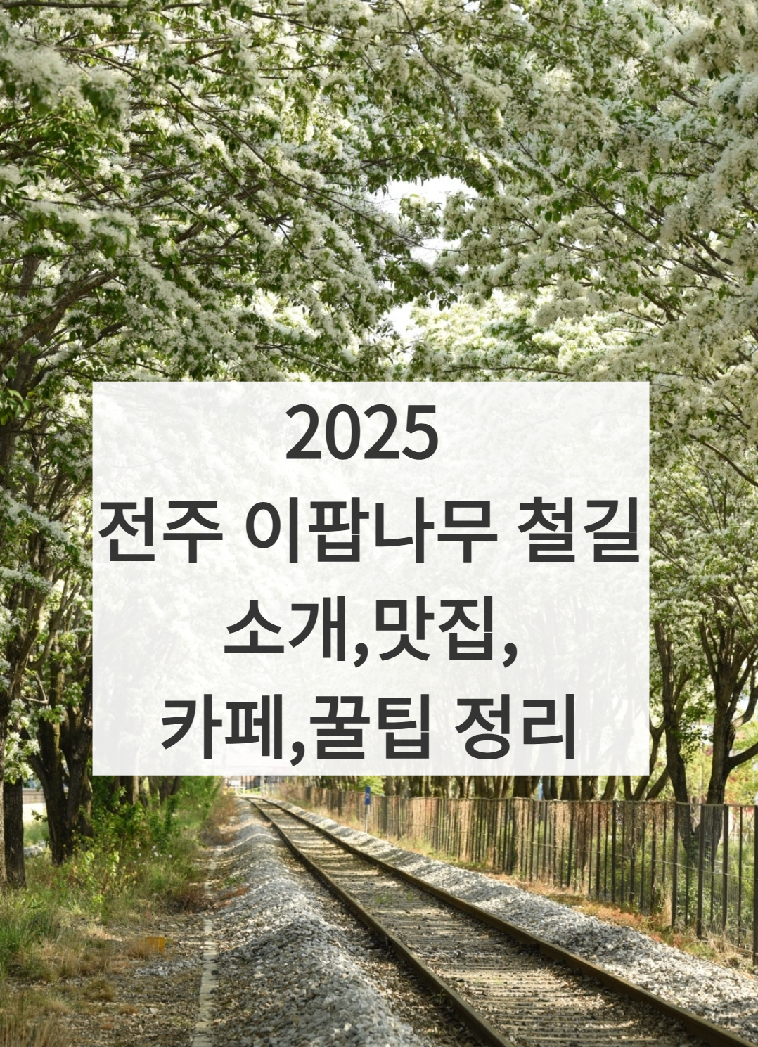 2025 전주 이팝나무 철길 썸네일 사진