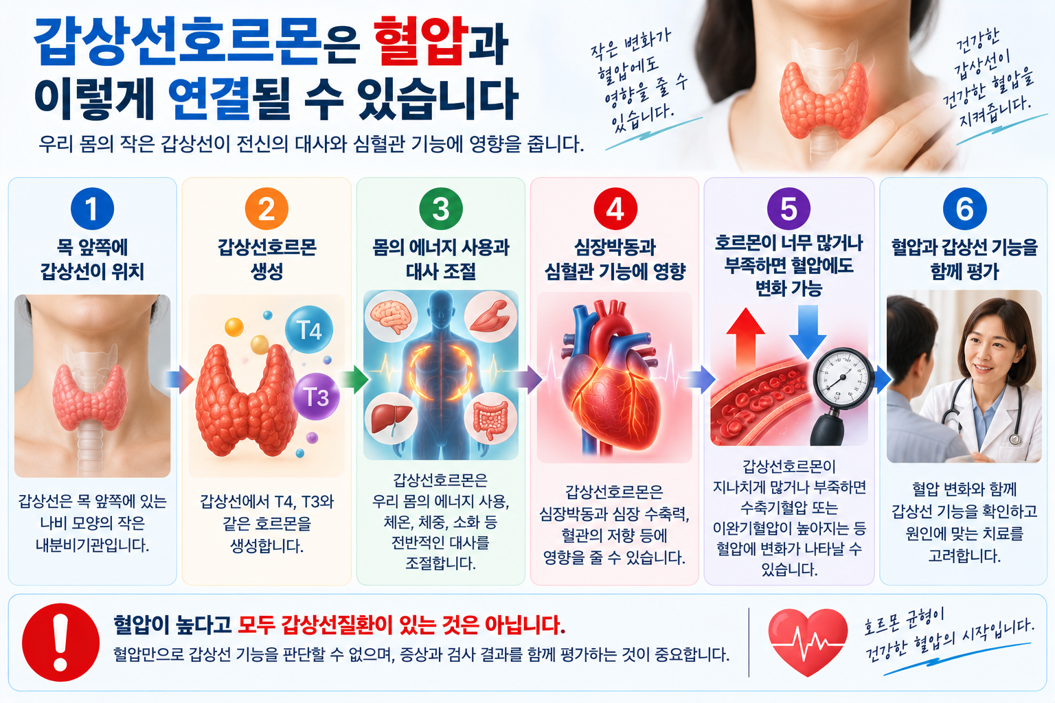 갑상선호르몬과 심장·혈압의 관계를 설명하는 그림