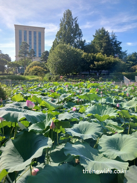 Wide view of lotus pond with hotel building in background at Children&rsquo;s Grand Park/어린이대공원 연못과 배경에 호텔 건물이 보이는 풍경