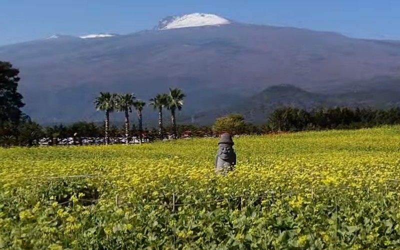 제주 서귀포 유채꽃 &amp; 수국길