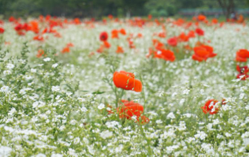 세종 베어트리파크 수목원 장미축제
