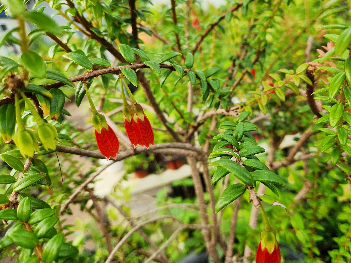 인디언귀걸이(히말라야등불)