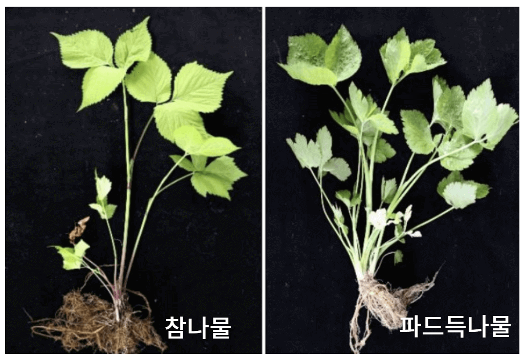 참나물과 파드득나물