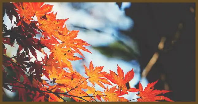 서울 근교 단풍 명소 (지금이 단풍 절정시기)