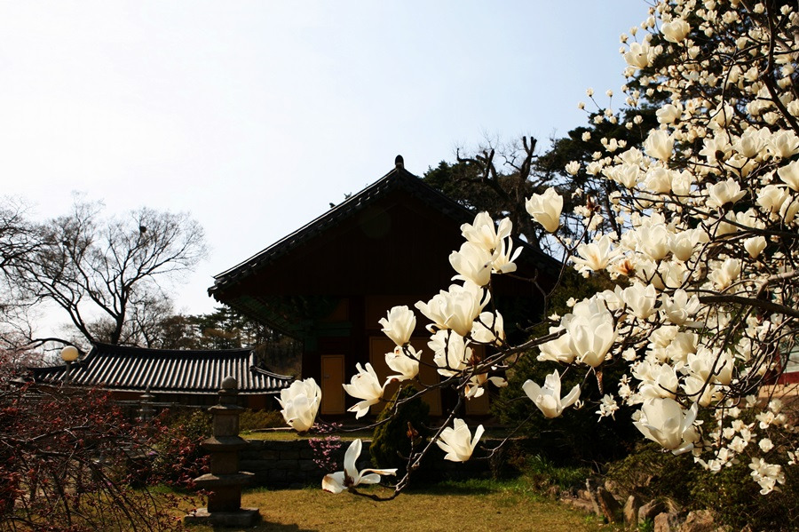 서산 문수사 겹벚꽃 / 사진출처=서산시