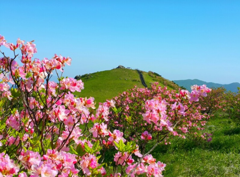 단양 소백산 철쭉