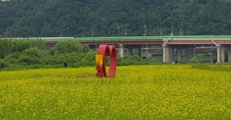 창릉천 유채꽃 축제 맛집