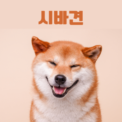시바견 이미지