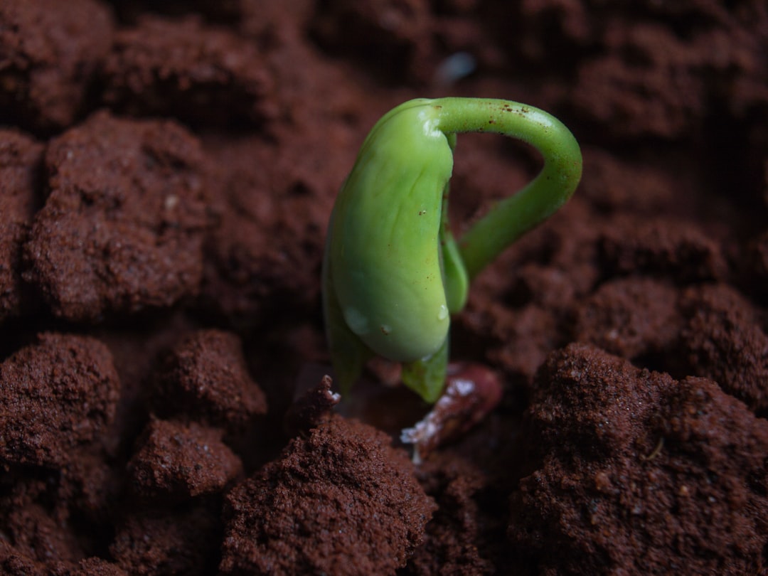 bean sprouts