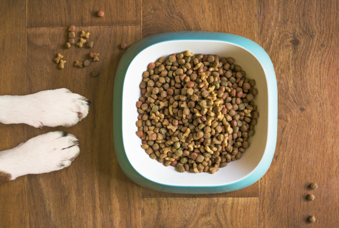 반려견을 위한 미식 문화: ‘견슐랭’ 시대의 도래