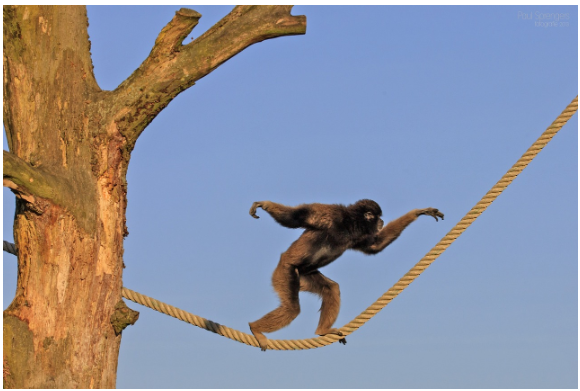 원숭이들을 위한 연회 – 태국 ‘로프부리 원숭이 뷔페’