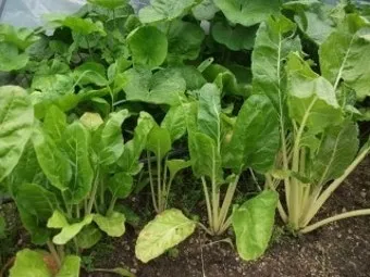 근대 재배 잎 따기 간격 유지 연속 수확_3