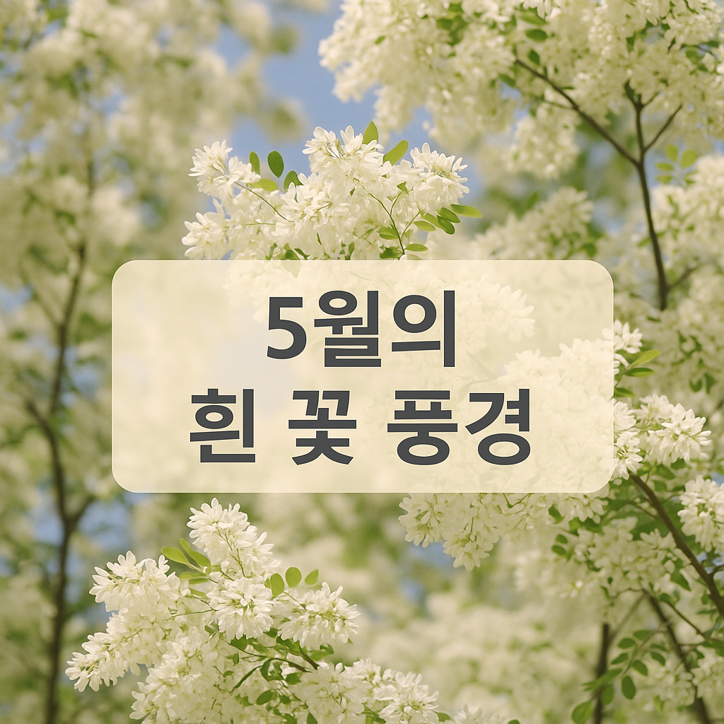 5월 중순 만개한 이팝나무의 순백의 꽃 풍경을 담은 썸네일 이미지입니다. 하늘을 배경으로 흰 꽃이 흐드러지게 피어난 모습이 봄의 절정을 느끼게 합니다.
