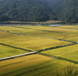 강원도 화천 햅쌀 