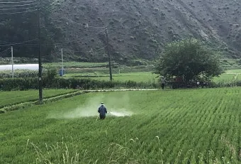 잡초 방제 전략 광폭멀칭 피복재 선발아 겨울관리_23