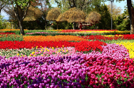 태안 튤립축제, 봄날을 물들이는 오색찬란한 꽃의 향연