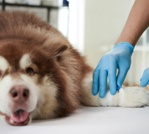 강아지 다리 절뚝? 보호자가 꼭 알아야 할 5가지 이유와 대처법