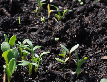 서리태 파종시기