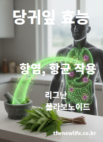 당귀잎의 항염·항균 효능을 표현한 이미지, 플라보노이드와 리그난 성분 설명