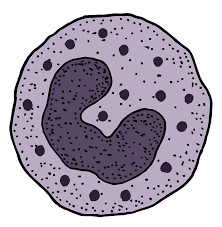 백혈구 정상수치