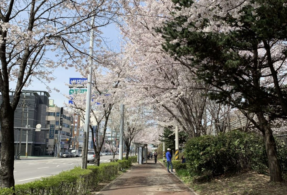 벚꽃-벚꽃 명소-벚꽃길-벚꽃 축제-2023 벚꽃 명소-2023 벚꽃 축제-전국 벚꽃 개화 시기