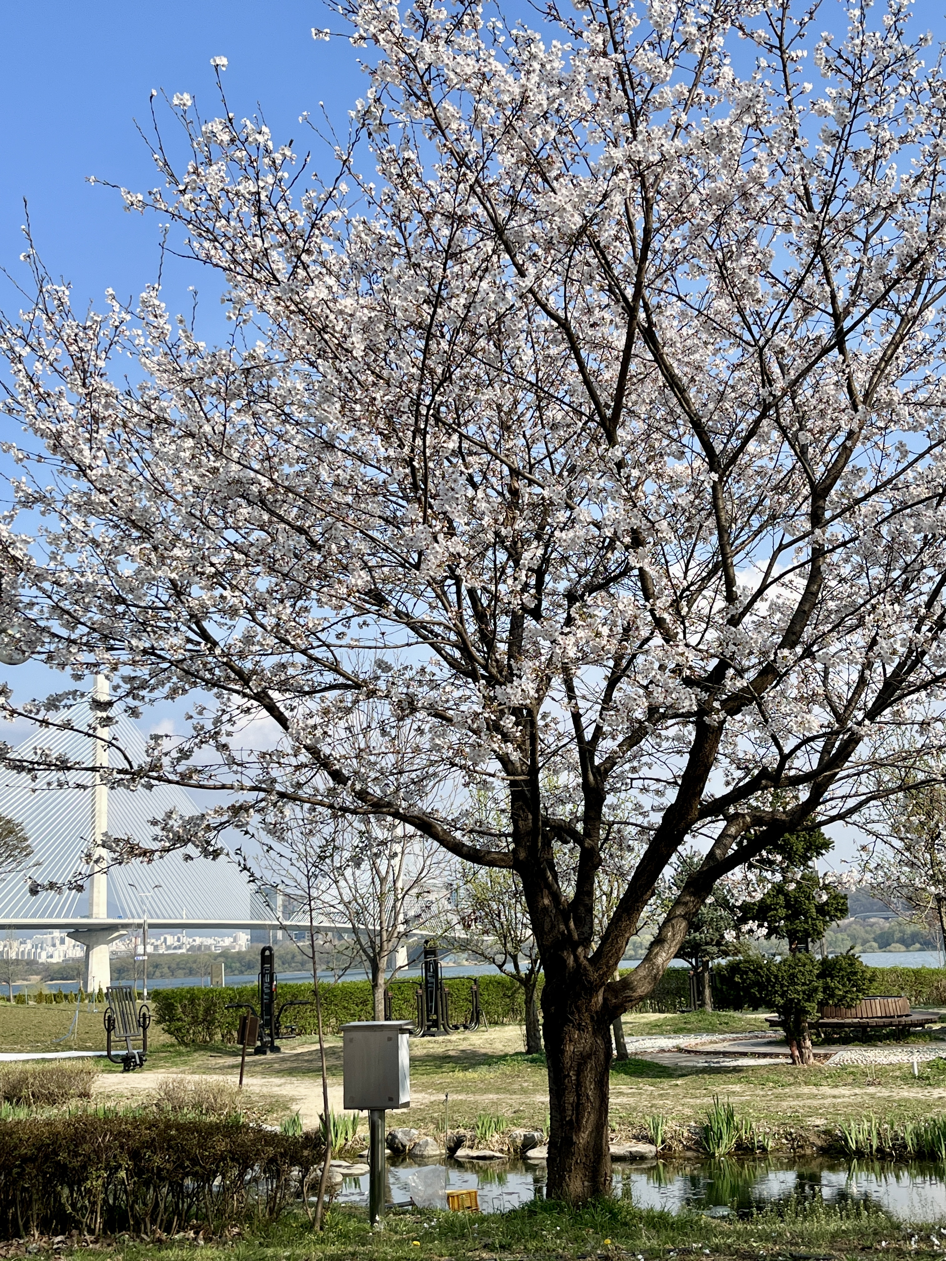 구리시민한강공원 벚꽃