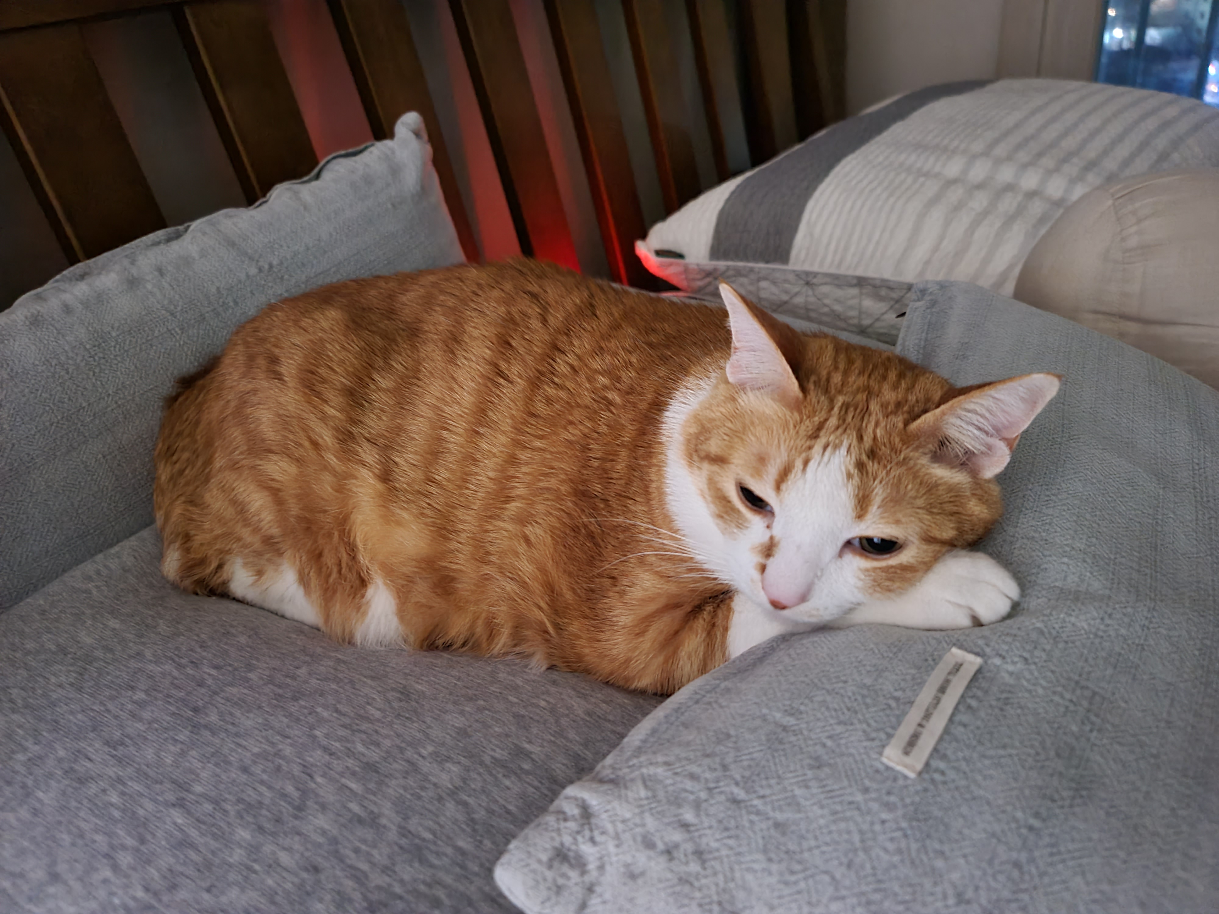 자는 순간마저 사랑스러운 그동물 고양이 (feat. 호야)