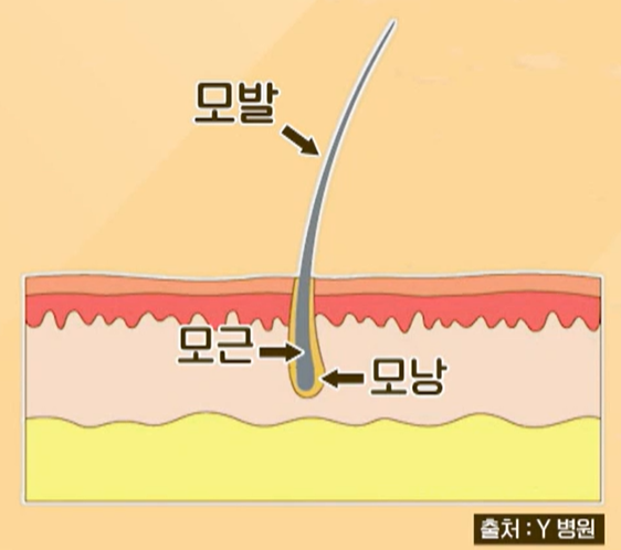 맥주 효모의 효능