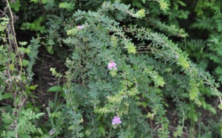 야관문 효능과 부작용 및 술 담그는 법